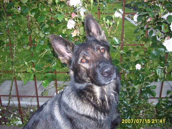 Schæferhund Tika - Foran de flotte roser billede 10