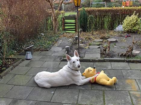 Hvid schæfer Debbie - Her er jeg i min have sammen med Peter Plys, ham leger jeg meget med! billede 16