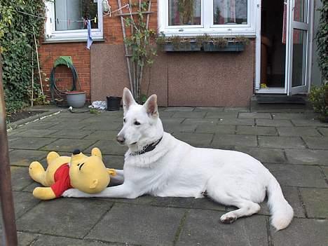 Hvid schæfer Debbie - Hov! Der kommer vist nogen! billede 17