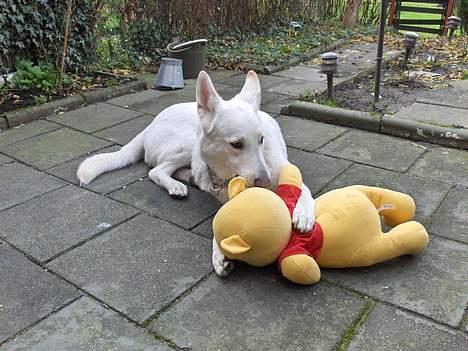 Hvid schæfer Debbie - Han smager nu godt ham plys!! billede 18