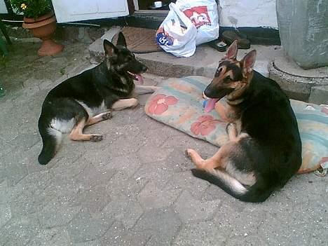 Schæferhund Rex - Her er mor og far billede 5