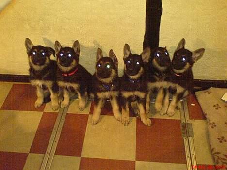 Schæferhund Rex - det er mine søskende´og mig, jeg sidder helt til venstre  billede 6