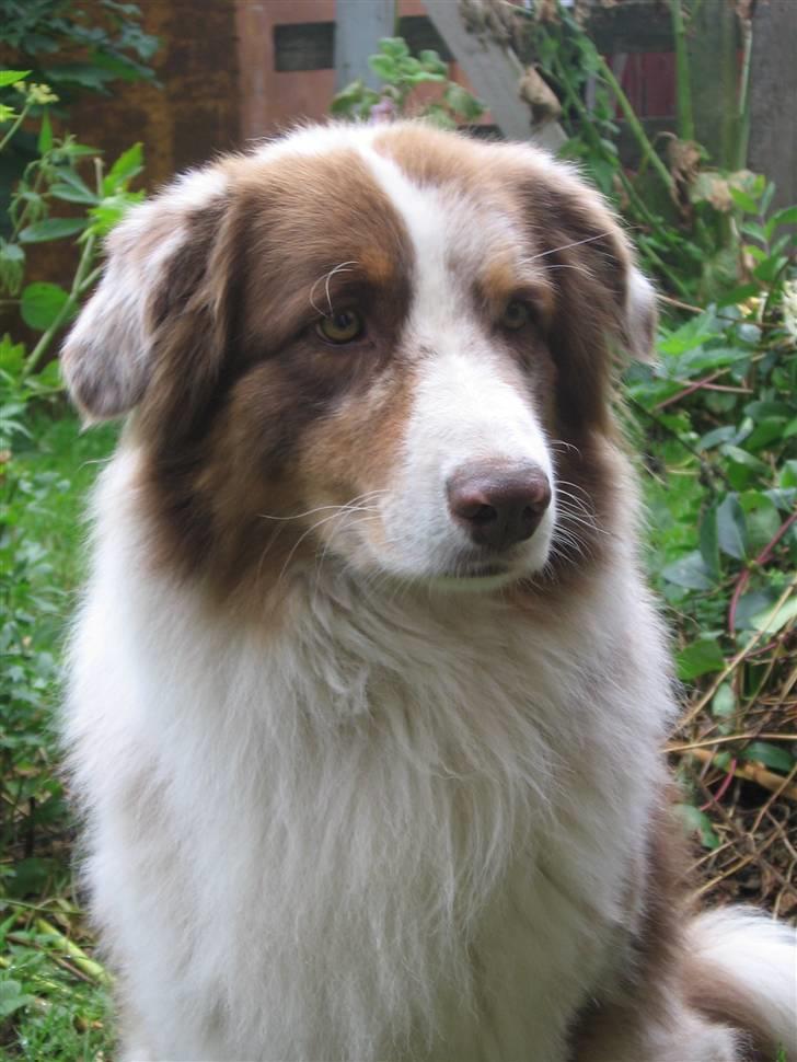 Australian shepherd Onedis Oden  - Dejlige SuperOden billede 1