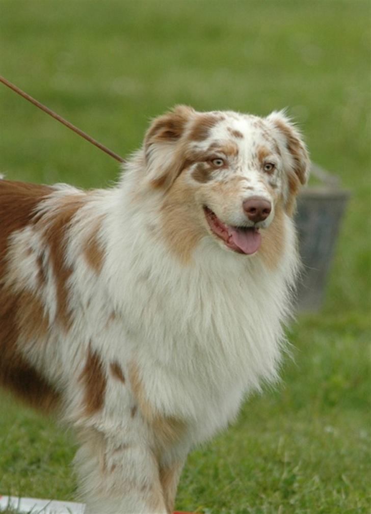 Australian shepherd Difloyds Ranchero - Smukke mig billede 1