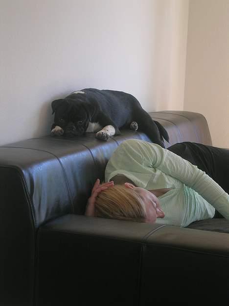 Mops Lord Kelvin - Ok. Så tager vi en lur. billede 8