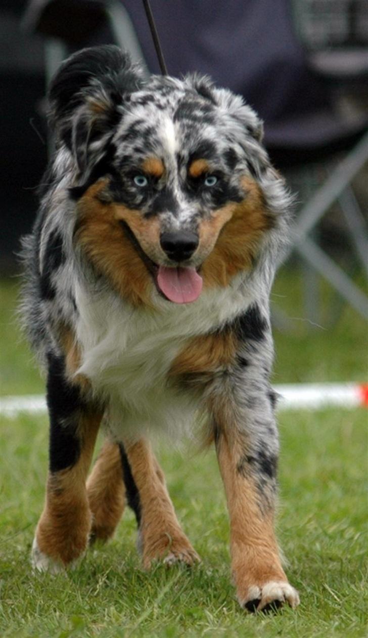 Australian shepherd PaintedMagic Captain Hook - Holger til aussieskuet 2007 billede 1
