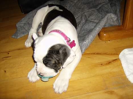 Olde english bulldogge Bertha billede 1