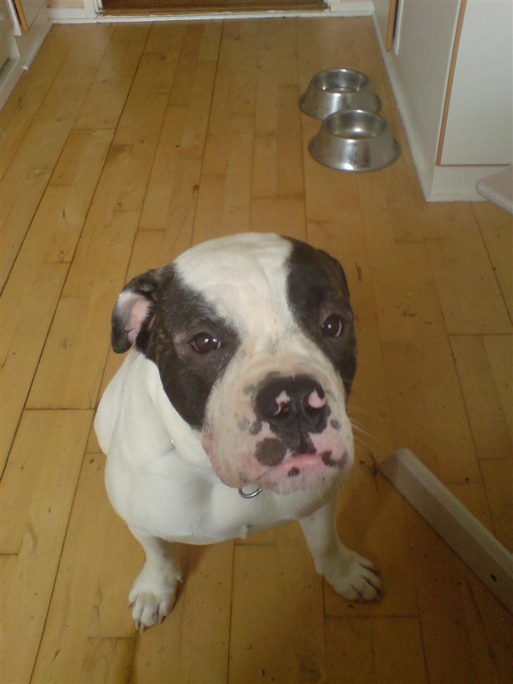 Olde english bulldogge Bertha billede 2