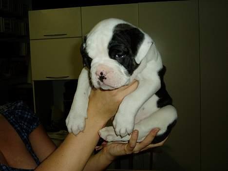 Olde english bulldogge Bertha billede 4