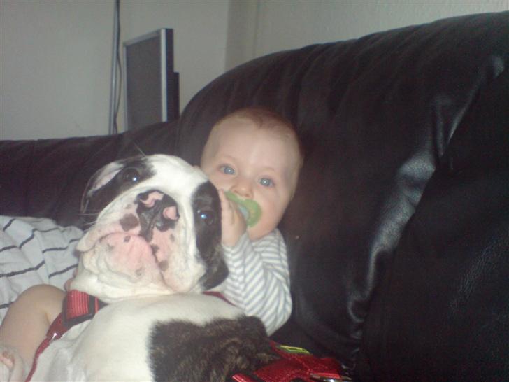 Olde english bulldogge Bertha billede 5