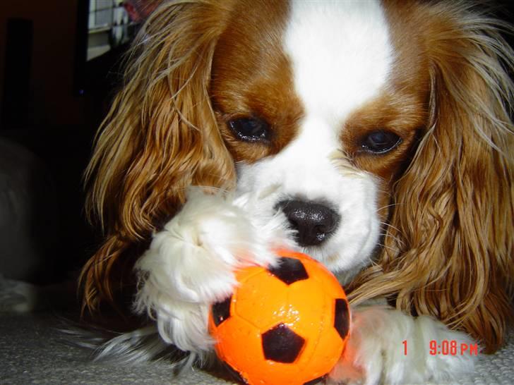 Cavalier king charles spaniel Molly billede 1