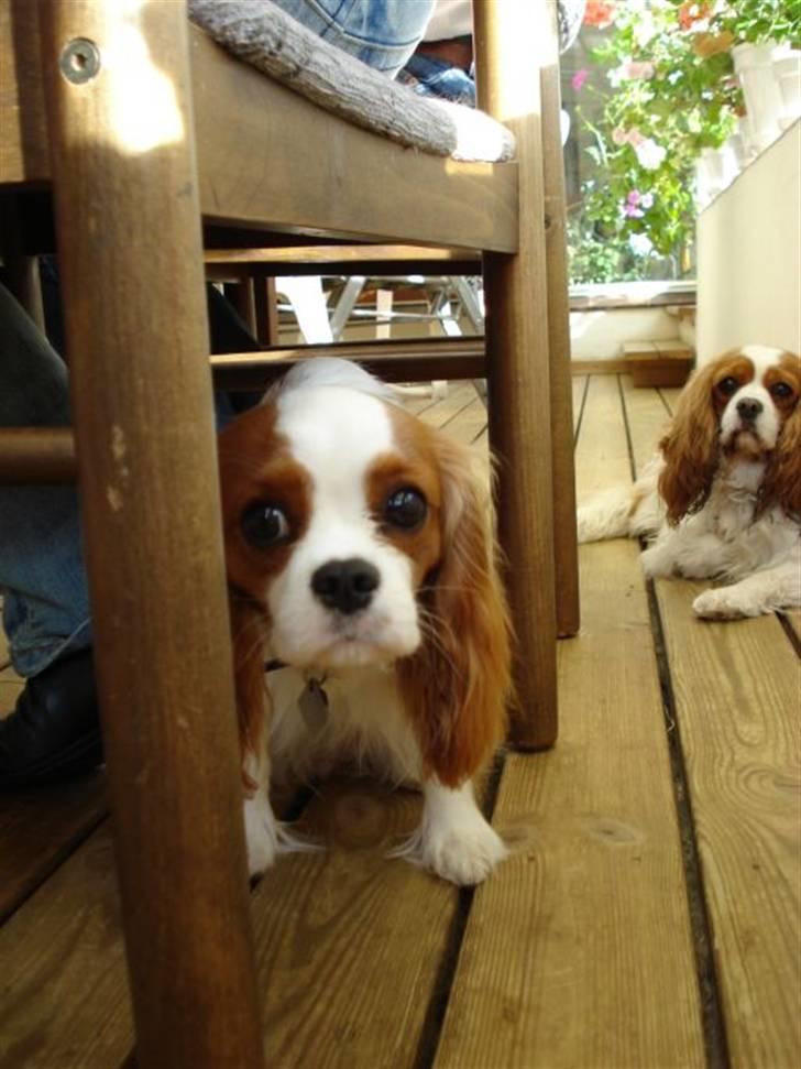 Cavalier king charles spaniel Molly - Molly gemmer sig under stolen (: billede 2