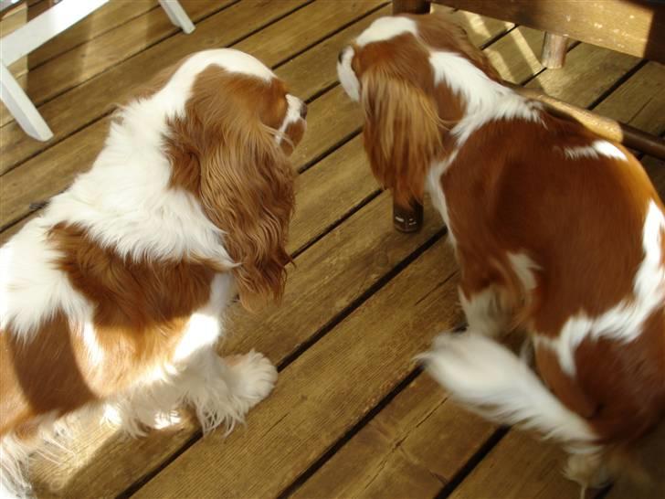 Cavalier king charles spaniel Molly - Molly til højre og hendes mor Lucy til venstre. (: billede 4