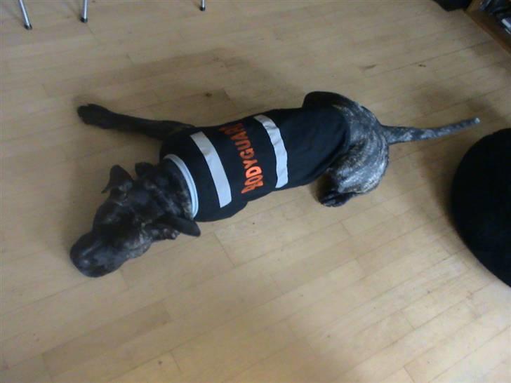 Dogo canario Flemming billede 12