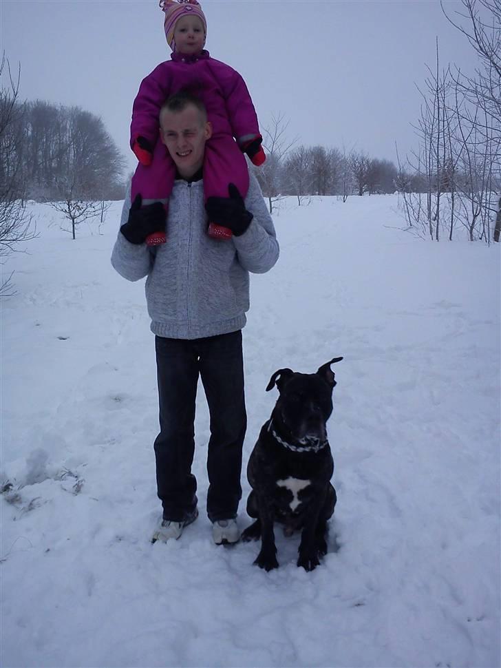 Dogo canario Flemming billede 13