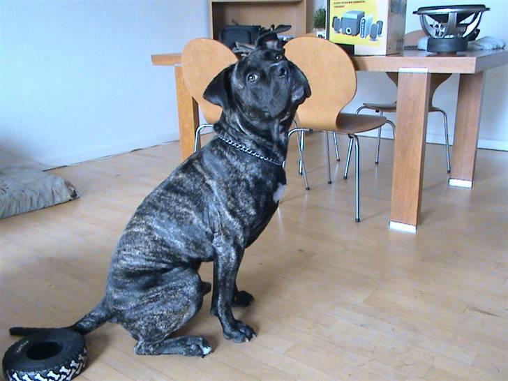 Dogo canario Flemming billede 14