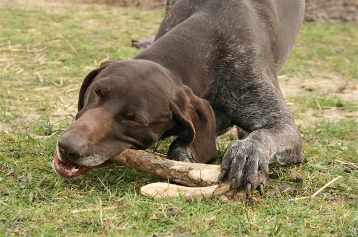 Korthåret hønsehund Nelly billede 19