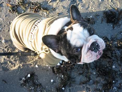 Fransk bulldog - Lancomes Unic billede 6