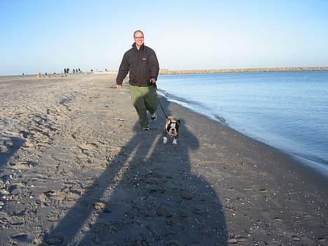 Fransk bulldog - Lancomes Unic billede 7