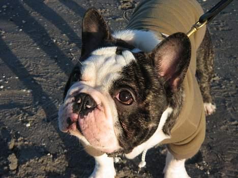 Fransk bulldog - Lancomes Unic billede 8