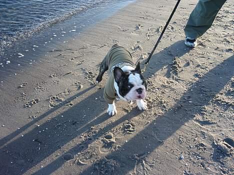 Fransk bulldog - Lancomes Unic billede 9