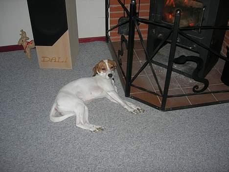 Blanding af racer !....Dolly....­­!­­ - Er jeg ikk sød?  billede 9