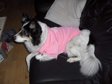 Border collie nala sov ind den 30/03-07 - min jule gave og den passer bare . billede 19