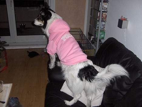 Border collie nala sov ind den 30/03-07 - er super glad for den billede 20