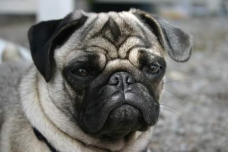 Mops moster billede 1