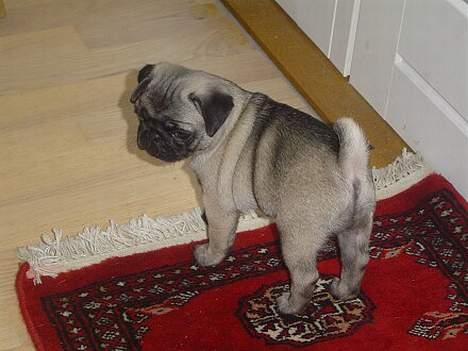 Mops moster billede 2