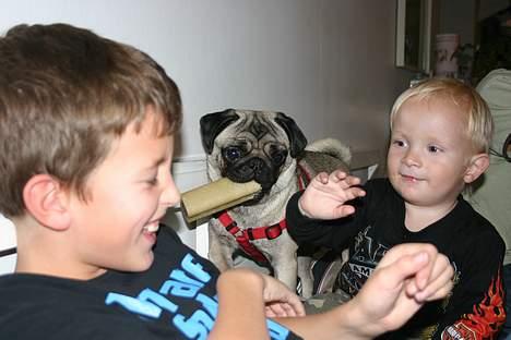 Mops moster billede 3