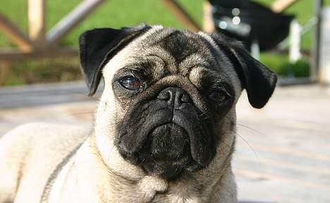 Mops moster billede 4