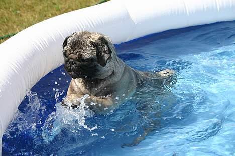 Mops moster billede 5