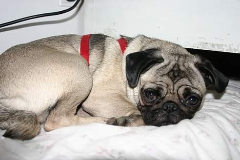 Mops moster billede 6