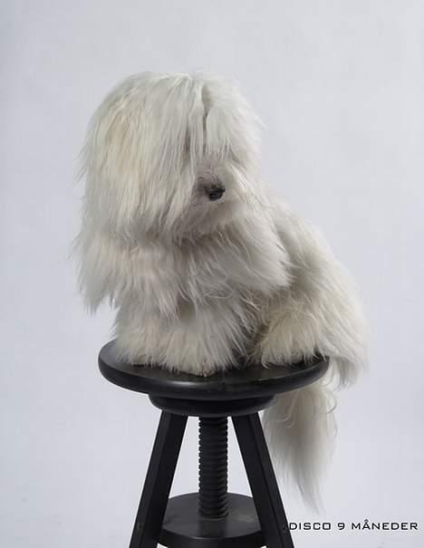 Coton de tulear Disco - Her er Disco 9 måneder gammel. Han er ret god til at sidde stille, når mor skal fotografere :-) billede 13