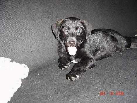 Blanding af racer Fakira - ha ha ha ja nu er jeg kommet på den rigtige profil... billede 1