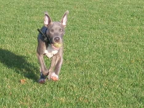 Amerikansk staffordshire terrier Max billede 13