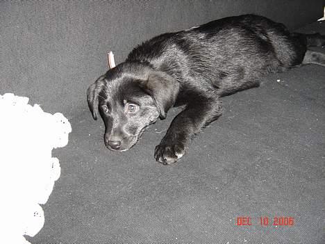 Blanding af racer Fakira - Åhh det er hårdt og være mig lige nu og jeg blev jo kun 10 uger igår billede 6