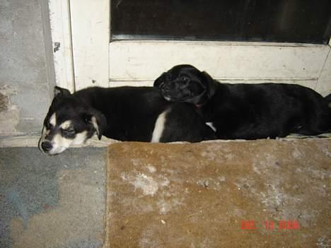 Blanding af racer Fakira - Her ser i mig og min Biologiske søster hun hedder Tiffany og er også her inde... men er vi ikke søde når vi er søde... billede 7