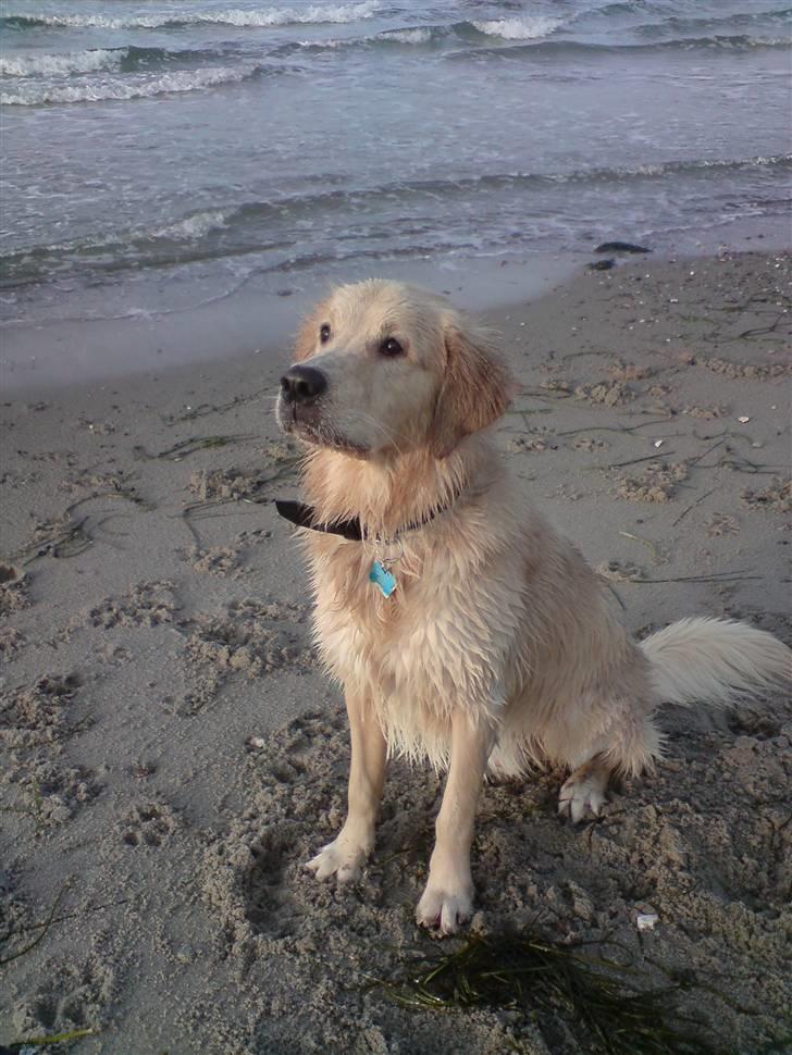 Golden retriever Balto - Se hvor flot jeg er *s* billede 12