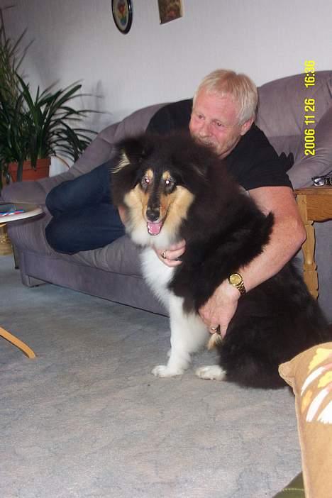 Collie langhåret Rambo - 6 mdr. her er jeg med min "far" billede 8