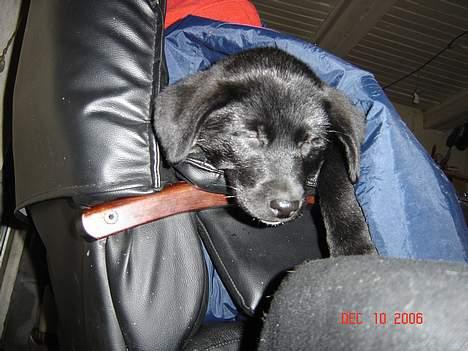 Blanding af racer Fakira - åhh det er hårdt og være på besøg... billede 8