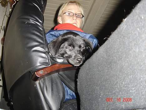 Blanding af racer Fakira - her kan i se mig sove og så kan i lige se min nye ejer.... billede 9