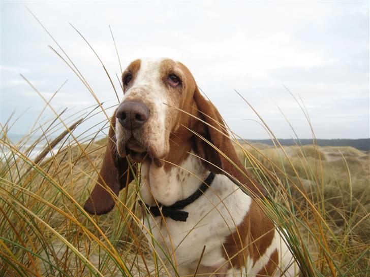 Basset hound ¤Malina¤ billede 20