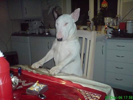 Bullterrier Bill - elsker at sidde med, ved bordet... og er også helt god til det :) billede 4