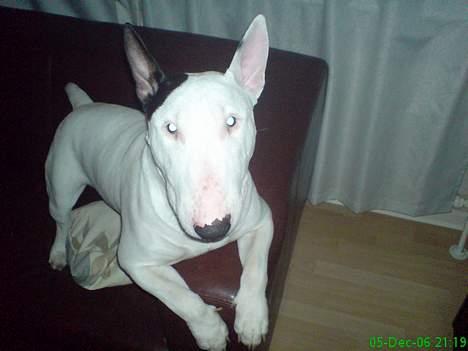Bullterrier Bill - halløj.. billede 5