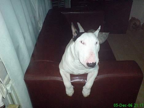 Bullterrier Bill - halløj igen.. billede 6
