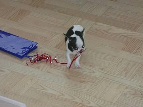 Chihuahua Chaplin Star - Jeg er lille hvalp billede 1