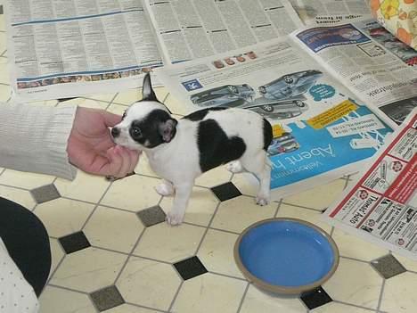 Chihuahua Chaplin Star - Her er jeg før jeg kom hjem billede 2