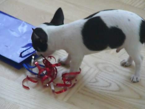 Chihuahua Chaplin Star - Godt legetøj billede 3